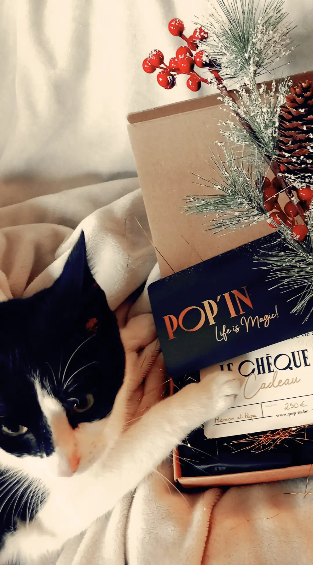 Chat à côté d'un bon cadeau Pop'in, évoquant la joie et l'originalité des cadeaux d'escapades personnalisées en Belgique.